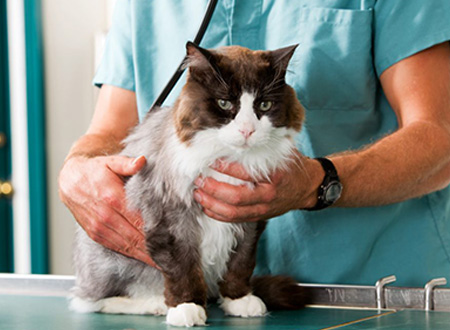 cat being held and examined by vet