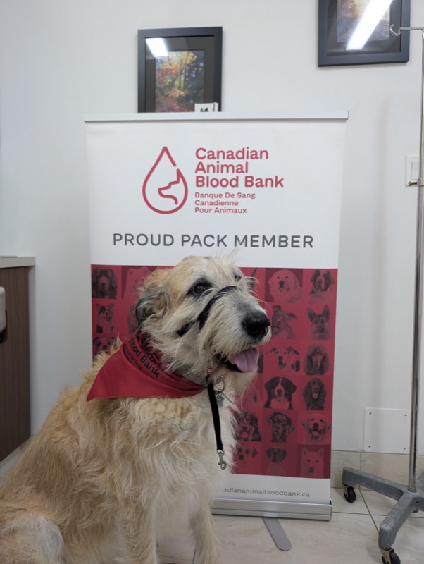 Blood donor dog at Eagle Hill Animal Hospital in front of the Canadian Animal Blood Bank banner