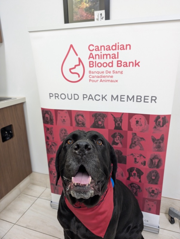 Blood donor dog at Eagle Hill Animal Hospital in front of the Canadian Animal Blood Bank banner