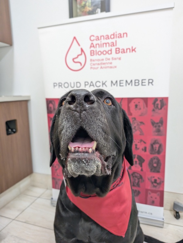 Blood donor dog at Eagle Hill Animal Hospital in front of the Canadian Animal Blood Bank banner