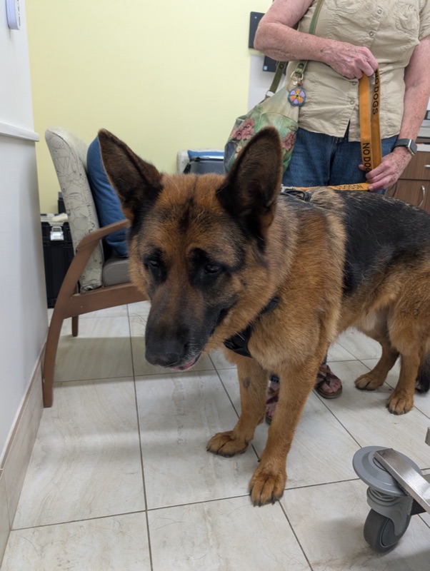 Blood donor dog at Eagle Hill Animal Hospital with the Canadian Animal Blood Bank team