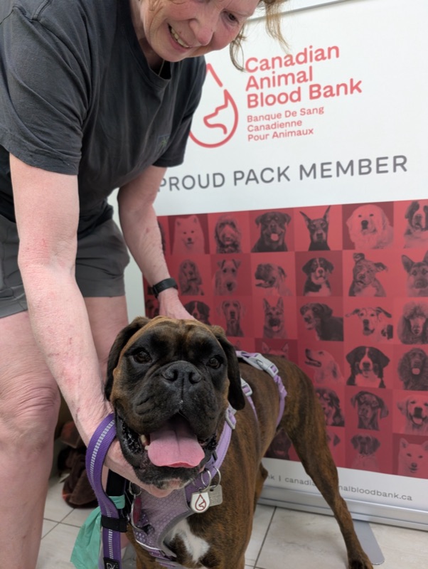 Blood donor dog at Eagle Hill Animal Hospital in front of the Canadian Animal Blood Bank banner